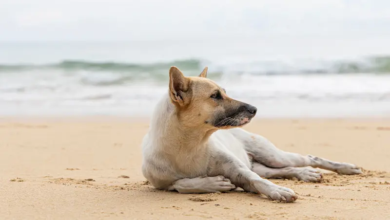 Destinos pet friendly para quem viaja com seu bichinho na aposentadoria