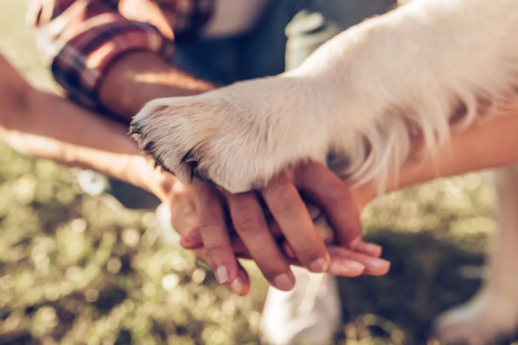 Destinos pet friendly para quem viaja com seu bichinho na aposentadoria